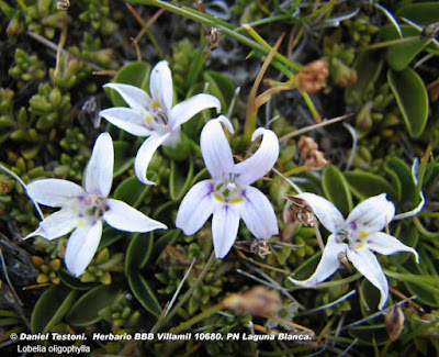 Hierba pigmea (Lobelia oligophylla)