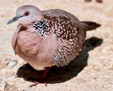 "Spotted Dove Streptopelia chinensis suratensis, resident of Mount Abu."