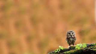 Lonely Owlet Wallpaper