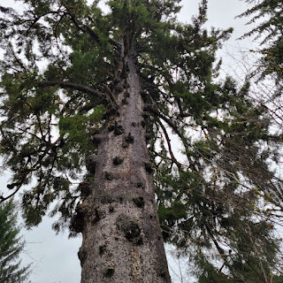 Photo looking up the trunk of giant Sitka spruce with gnarled bolls and branches