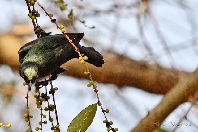 Asian Glossy Starling -  birding activity majlis daerah hulu selangor