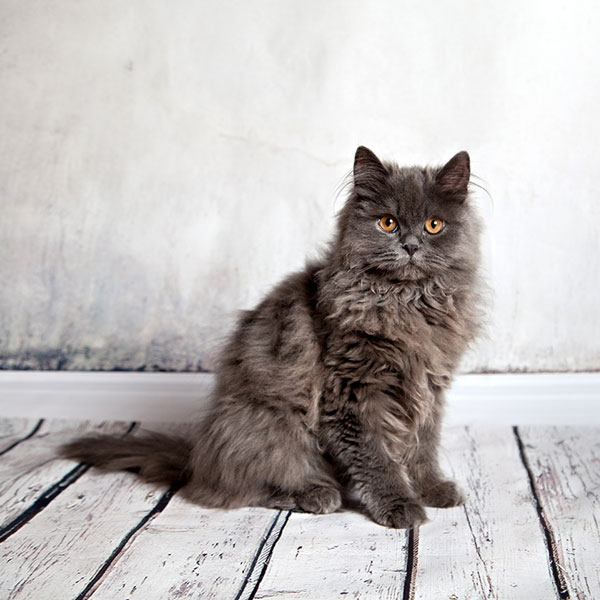 Persian cat - Gato persa