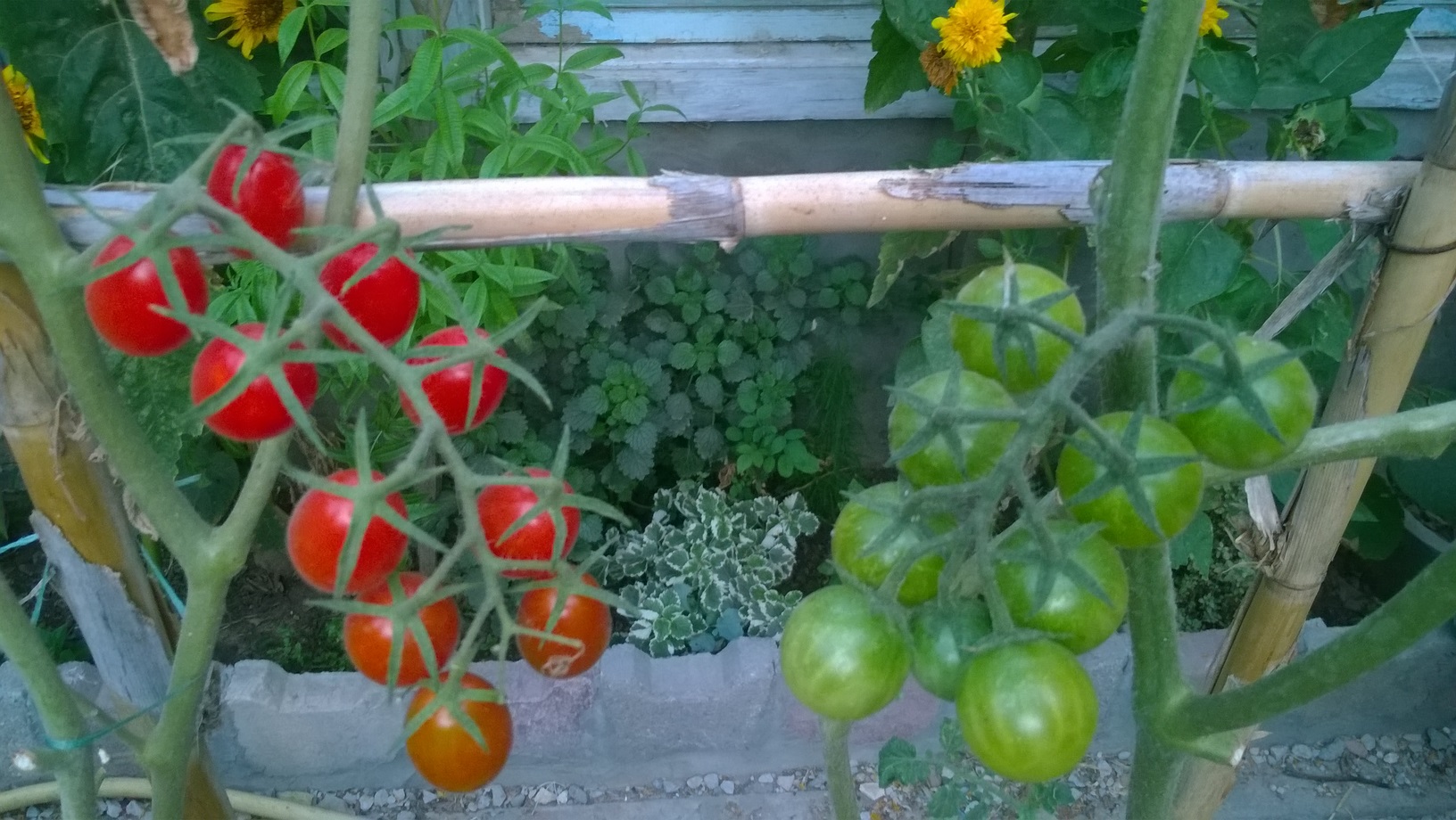 MY ORGANIC TOMATOES