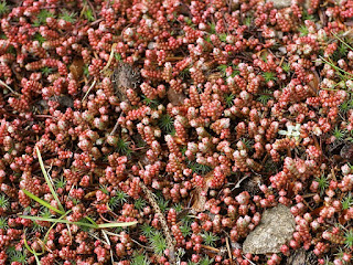 Orpin à feuilles courtes - Sedum brevifolium