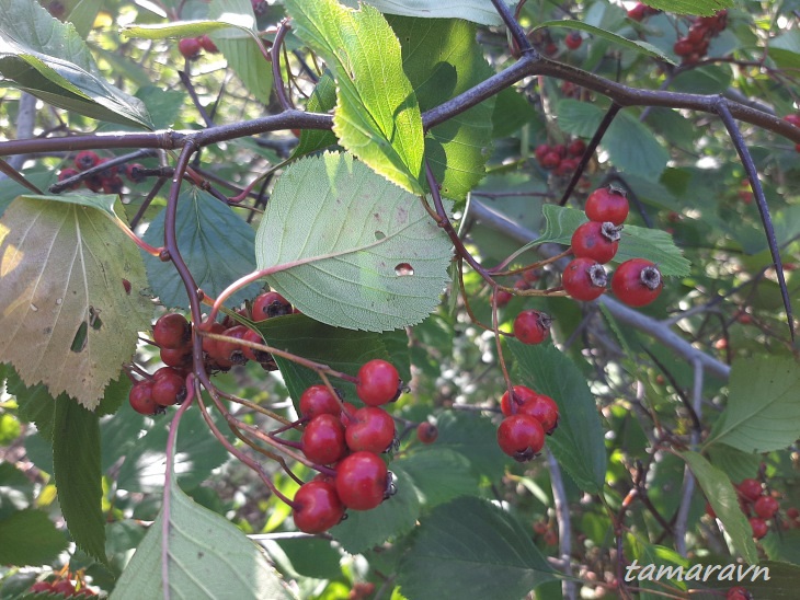 Боярышник крупноколючковый (Crataegus macracantha)