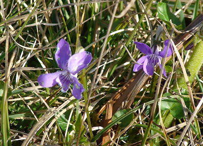 Wood Dog-Violet (Viola reichenbachiana) poss 