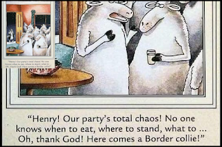 A group of cartoon sheep are at a party, milling around as sheep do.The hostess is saying to the host: "Henry! Our party's total chaos! No one knows when to eat, where to stand, what to ... Oh thank God! Here comes a Border Collie!" And sure enough there's a sheepdog at the front door.  Note: I cut the cartoon in half and am showing only the lower half, as a fair use concession. The full cartoon which includes the sheepdog near teh top left I made into a thumbnail for the sake of being able to understand the cartoon.