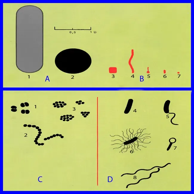 Bactéries : pathogènes, virus, bacille, variole, tétanos, Spirochète