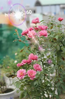 hình ảnh đẹp về hoa hồng ngoại aoi , loài hoa hồng nhật bản