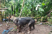   Pencarian Korban Longsor di Karangasem Dibantu Anjing Pelacak 