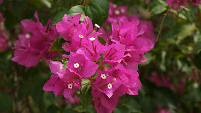 Bougainvilea Flower Picture