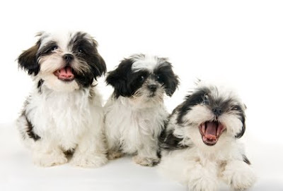 cachorro shih Tzu