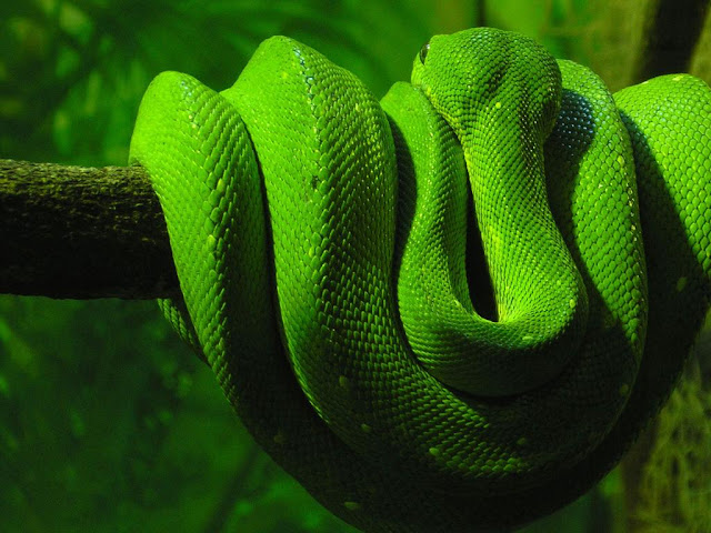 Boa Tree Snake Images HD Backgrounds 1024x768