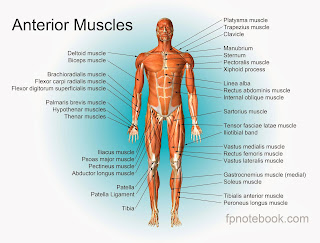 Catatan Materi Musculoskeletal | Berbagi Pengetahuan