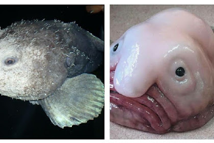 Mengenal Psychrolutes marcidus atau Blobfish, si ikan terjelek di dunia