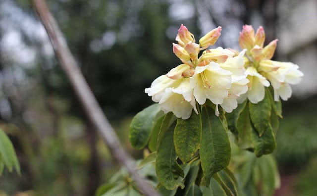 Azalea Flowers Pictures