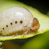 Swamp Milkweed Leaf Beetle: BBP Species #1