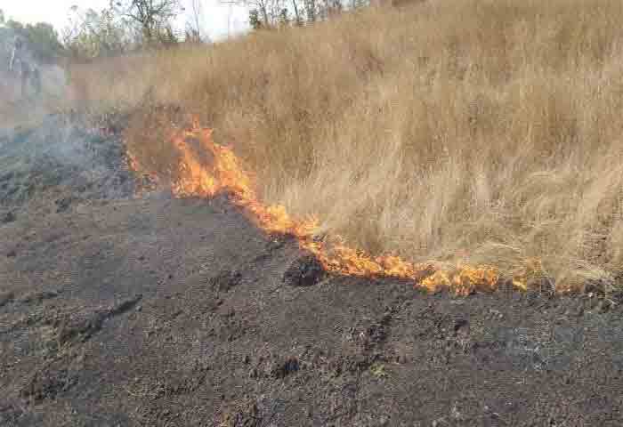 News,Kerala,State,Local-News,Fire,Kannur, Taliparamba: Fire catches grasslands