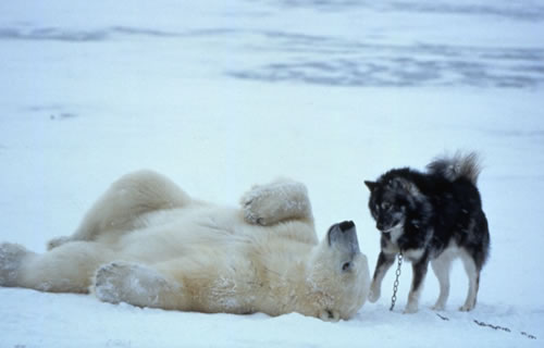 polar bear husky dog playing