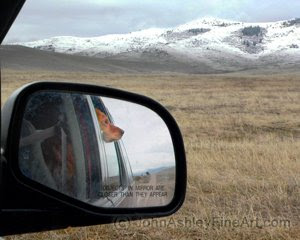 road-tripping dog (c) 2009 Tracy Schiess