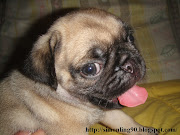 Welcome To:: [ Sold Out ] Pug Puppy For Sales
