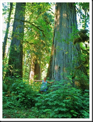 Rockport State Park Washington