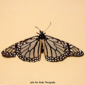 Monarch Butterfly Dead March 16, 2018