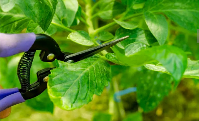Metode Pengendalian Hama Organik untuk Kebun Sayur Anda
