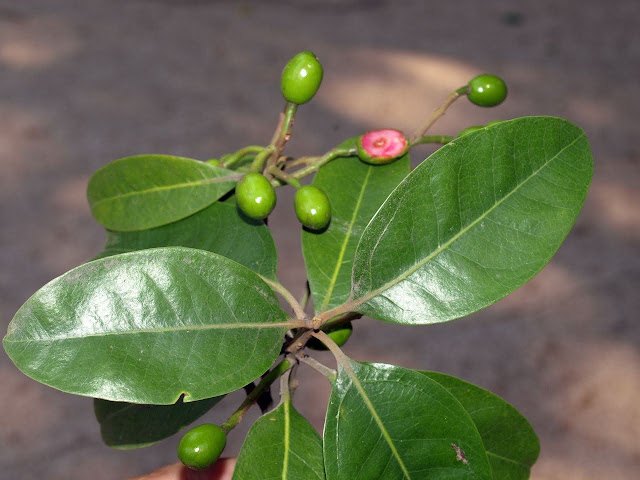 Beilschmiedia fordii