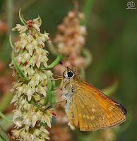 Thymelicus acteon (Dorada oscura) 