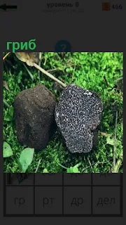 На траве растет гриб необычный формы и рядом лежит камень похожий