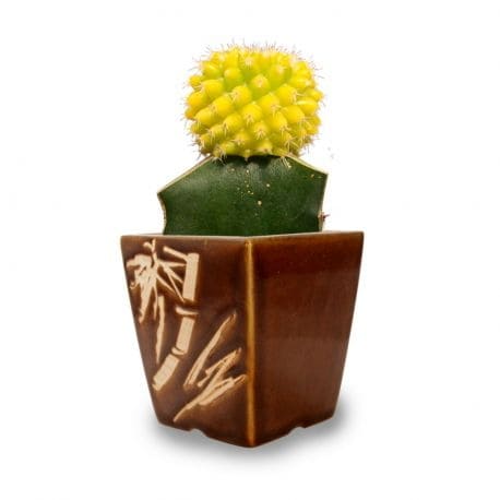 Tanaman Hias Daun Yellow Rays Cactus