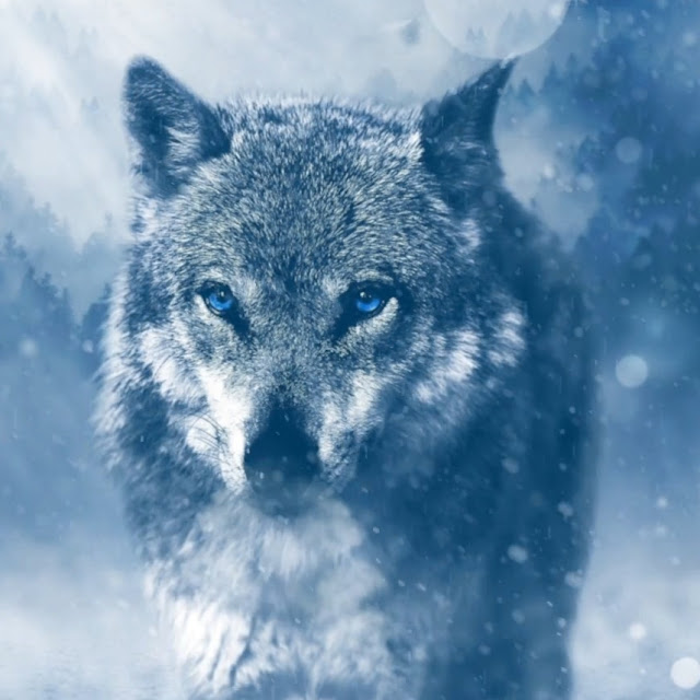 Wolf Stare wallpaper engine