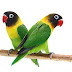 Kumpulan Kicauan Burung  LoveBird