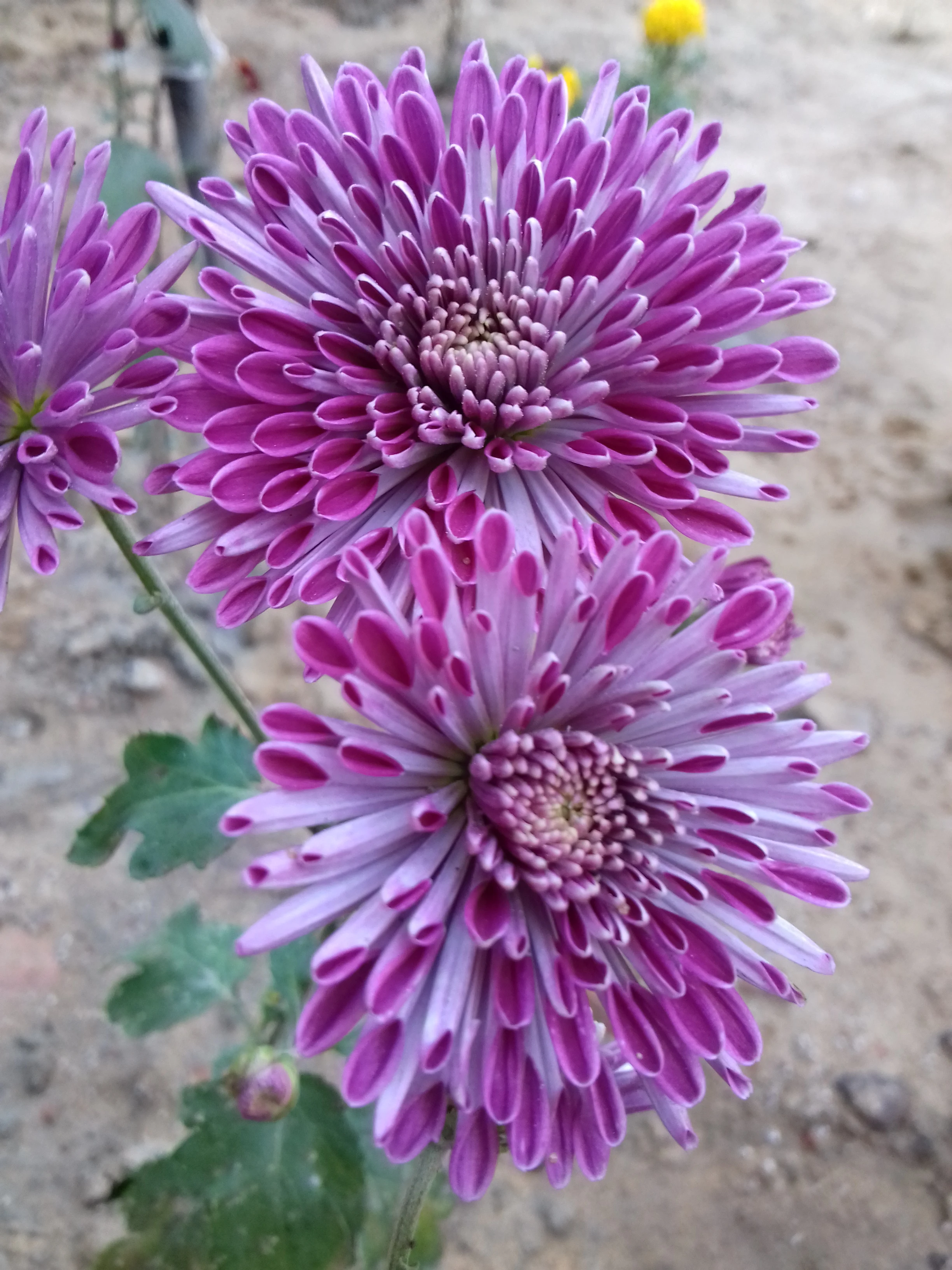 Chrysanthemum Flowers Images - Winter Flowers Images Download - Winter flowers - NeotericIT.com