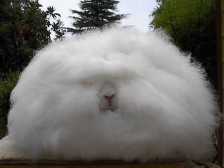 Kelinci Angora