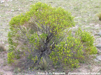 Romerillo (Baccharis aliena)