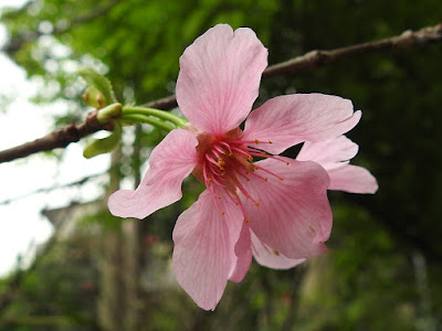 昭和櫻的花