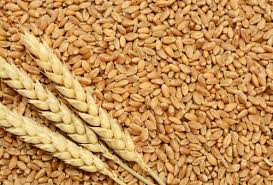 Wheat procurement update of Hoshiarpur Mandi