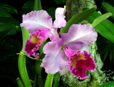 Orquídeas Raras