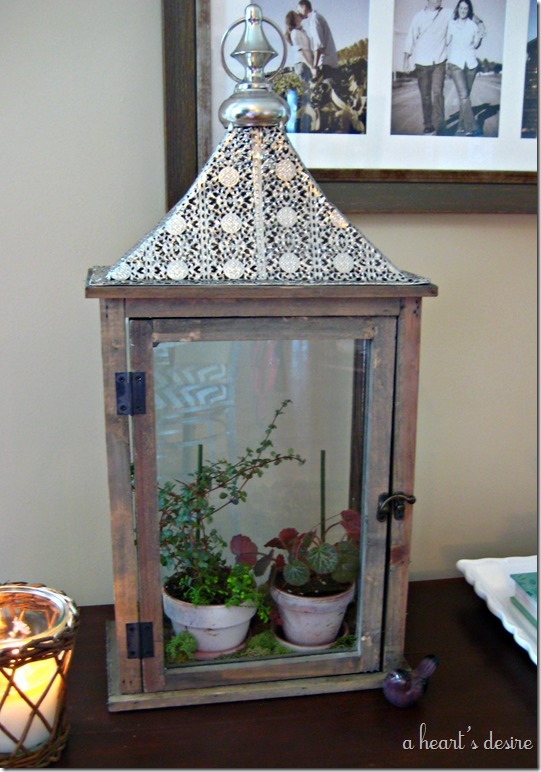 Lantern with plants