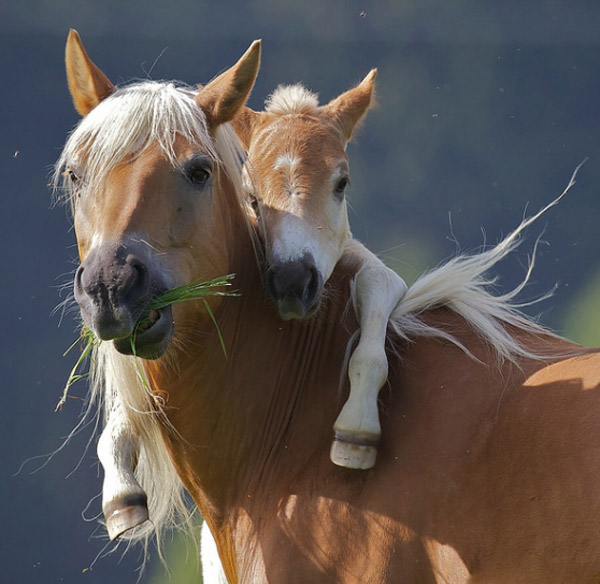 baby animals and their mothers. Mom en Kid