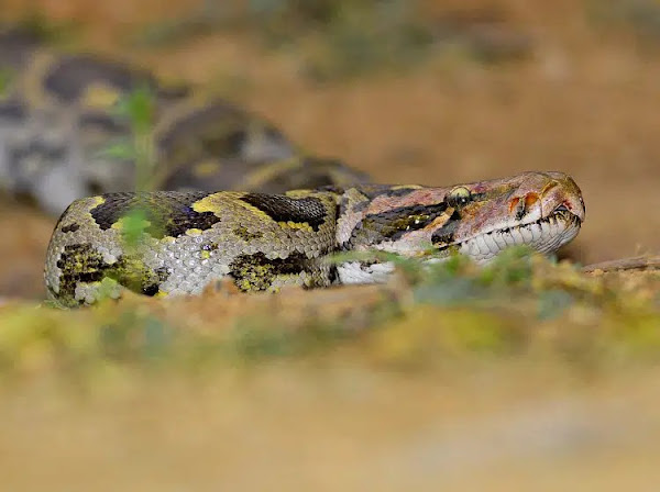 Píton-Indiana, a última dentre as três maiores cobras do mundo