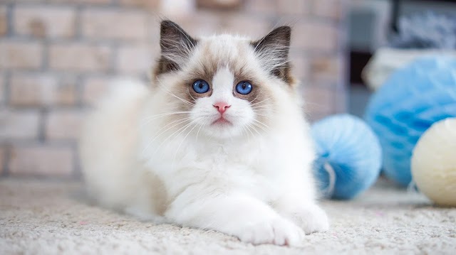 Ragdoll Kitten: A Guide to This Gentle and Affectionate Breed