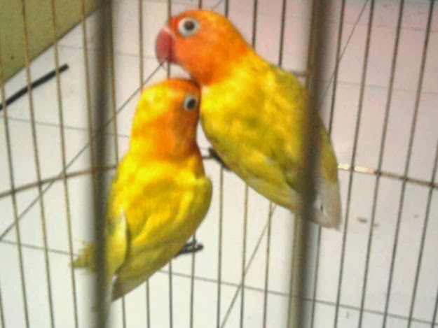 Om Hoby Gambar  Lovebird  Pastel  Kuning