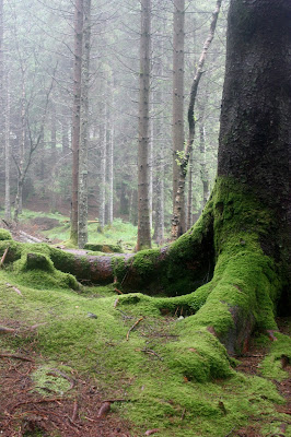 moss and trees