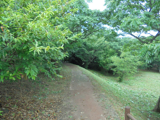 弥生の森の遊歩道