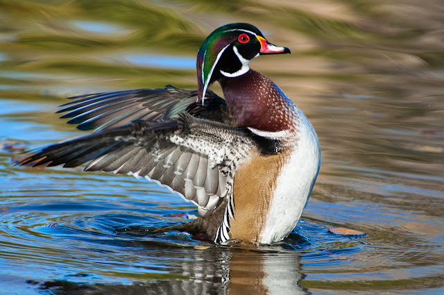 Wood Ducks at Sterne Park