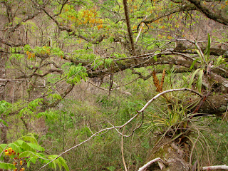 Caña Fístula