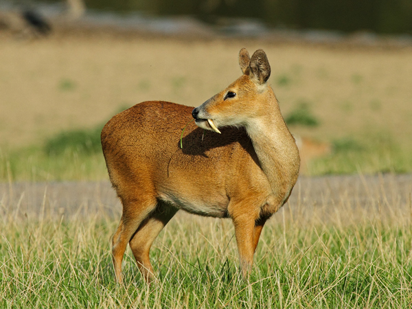 Musk Deer